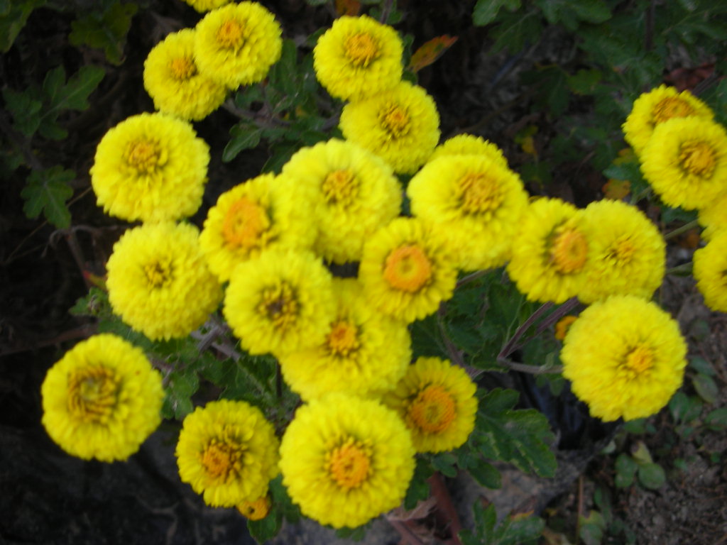 chrysanthemum%20049_1.jpg